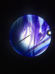 Fibres musculaires de boeuf observées au microscope optique (x400) coloration au bleu de méthylène.